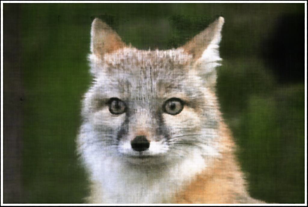 2D NeRF 1000 Iterations