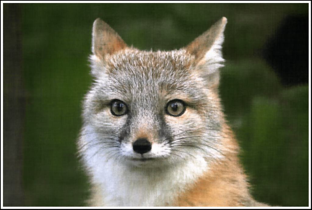 2D NeRF Layers=10 Final