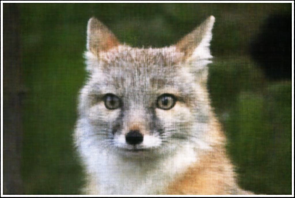 2D NeRF Layers=1 Final