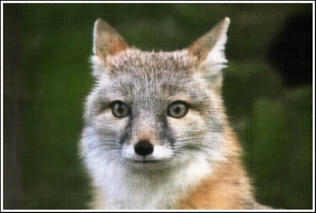 2D NeRF Units=512 1000 Iterations