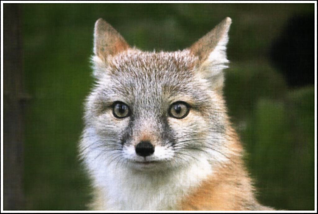 2D NeRF Units=512 Final