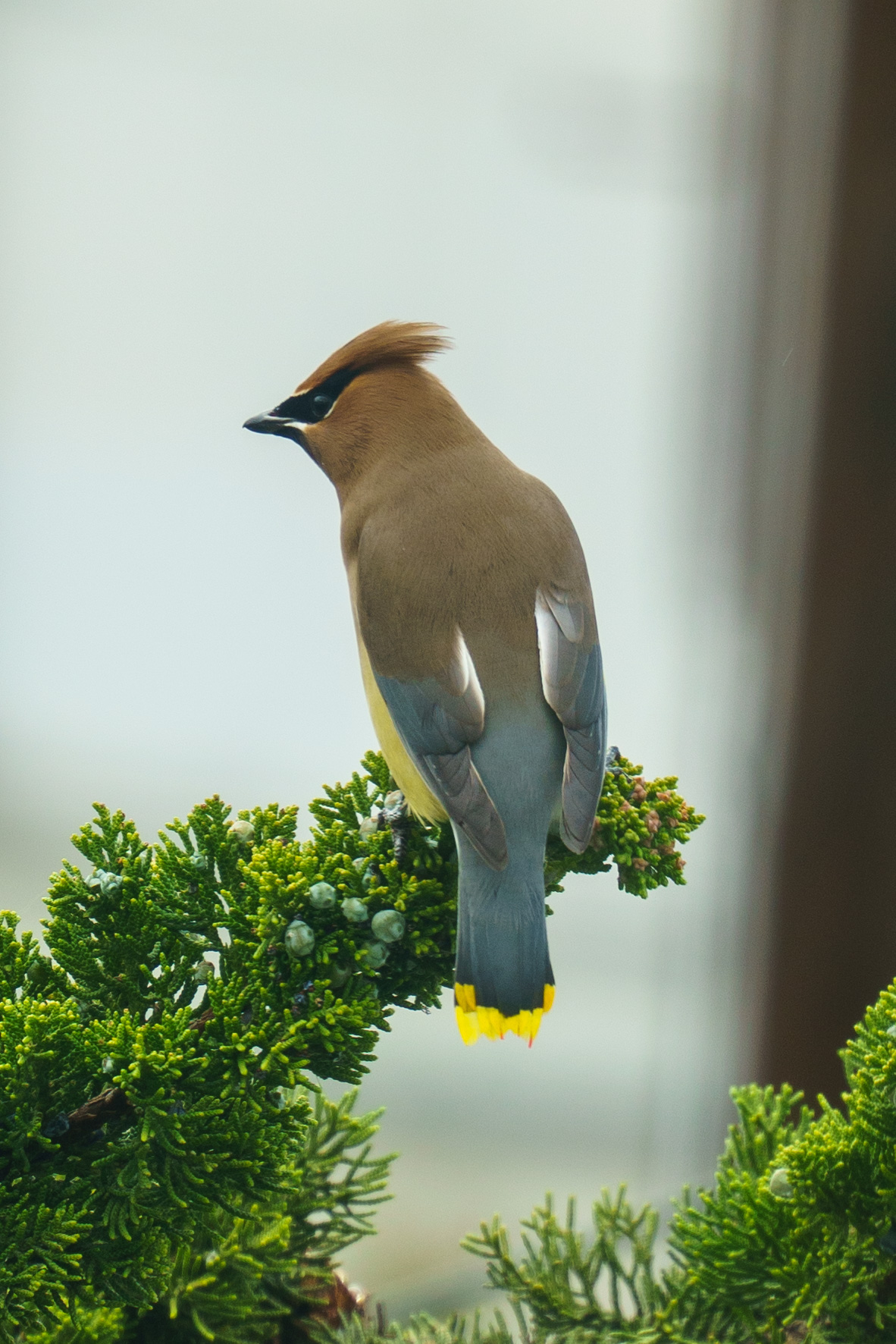 Picture of Cedar Waxwing in a tree