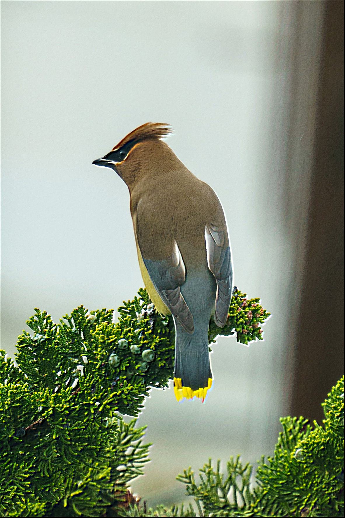 Sharpened picture of Cedar Waxwing in a tree